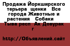 Продажа Йоркширского терьера, щенки - Все города Животные и растения » Собаки   . Тыва респ.,Ак-Довурак г.